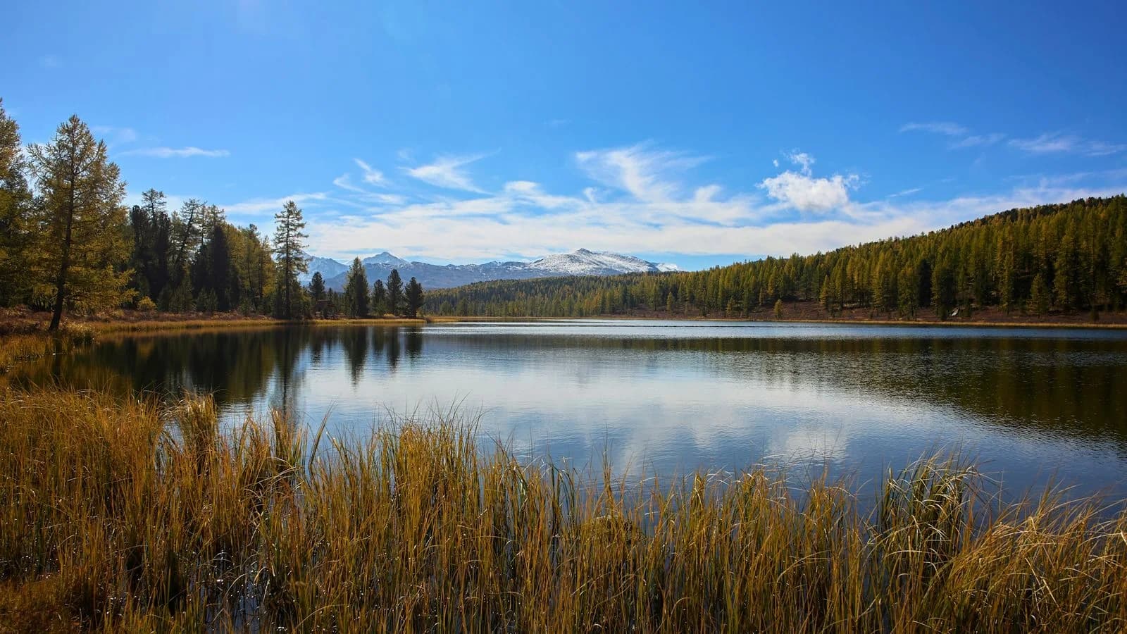 Lac de montagne calme bordé de mélèzes aux teintes d’automne et de hautes herbes dorées, sommets enneigés au loin sous un ciel bleu.