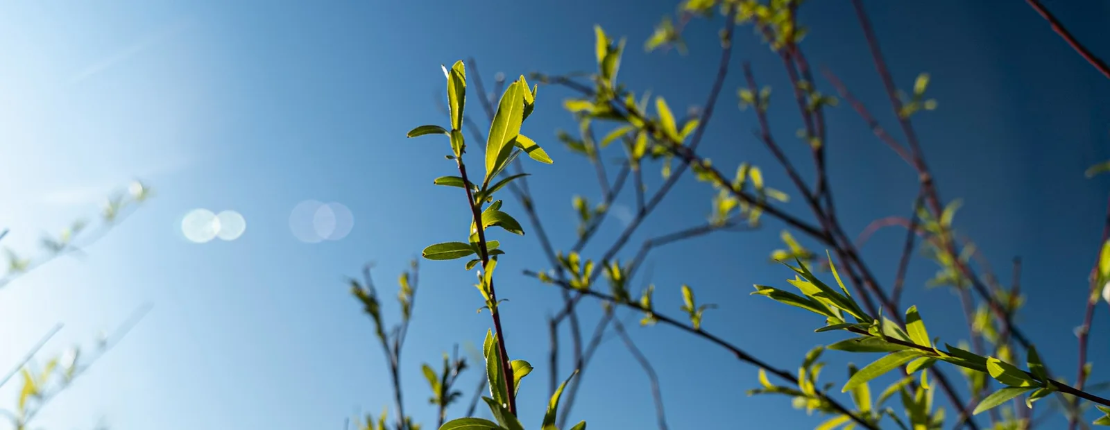 Jeunes rameaux aux feuilles vert tendre, en contre-jour sur un ciel bleu profond.